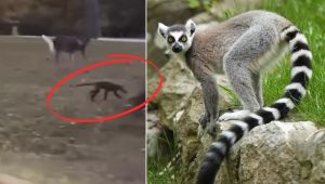 "Strange Creature Mystifies West Virginia Town — Experts Weigh in on Its Identity"