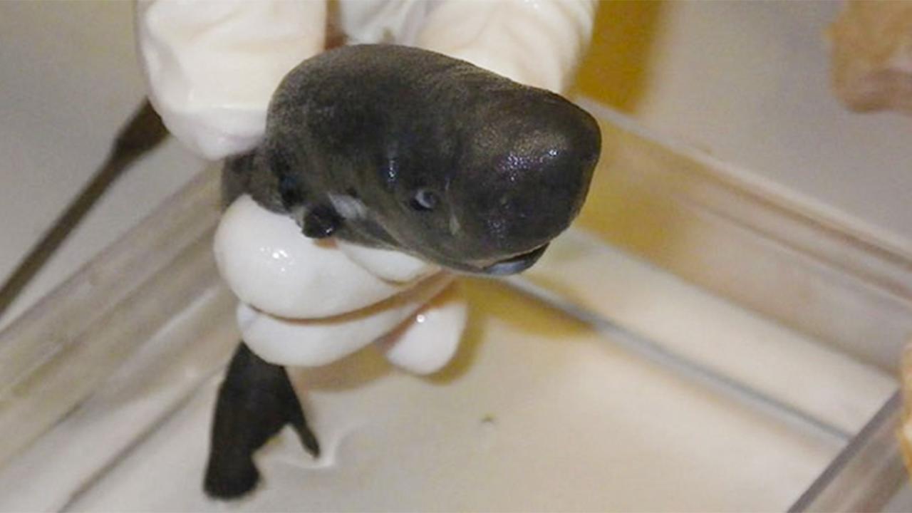 Pocket Sharks: The Tiny, Mysterious Deep-Sea Predators Few Have Ever Seen