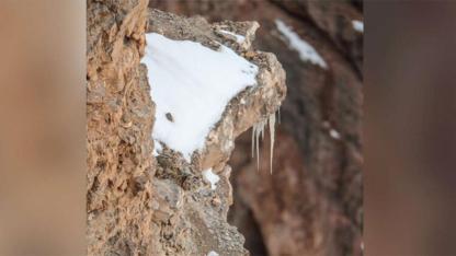 People are struggling to spot the large snow leopard in this photograph. Can you find him?