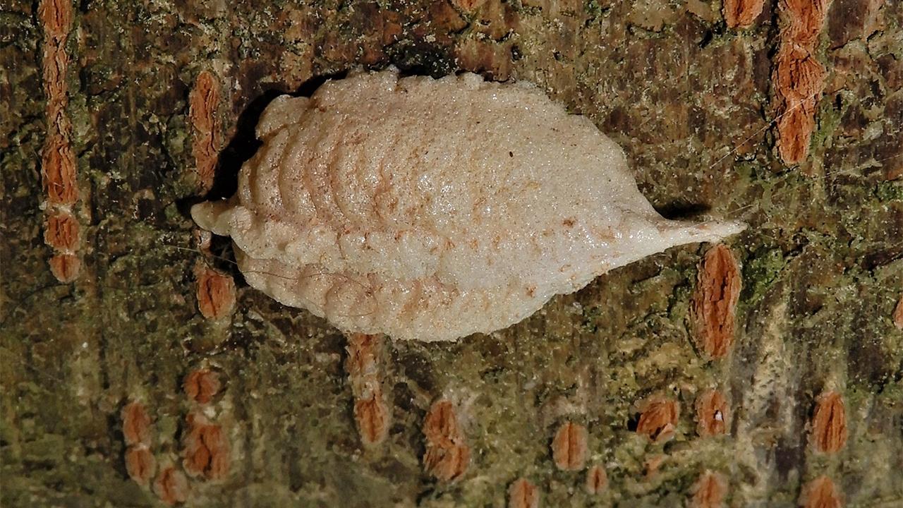 Otomatik Taslak