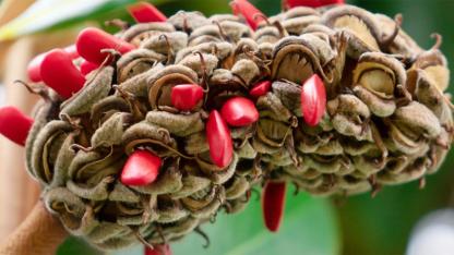 Strange Red Seeds in a Fuzzy Cone? The Surprising Secret of Magnolia Seed Pods