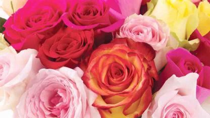 Choose Your Favorite Rose and Discover the Hidden Strengths of Your Personality
