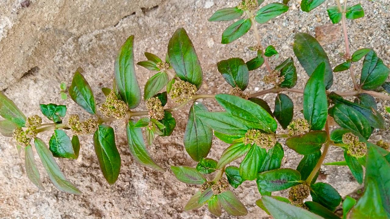 Just One Leaf? Why It Is Becoming One of the Most Talked-About Wild Plants