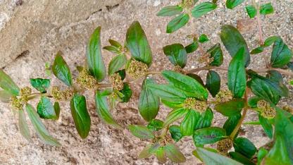 Just One Leaf? Why It Is Becoming One of the Most Talked-About Wild Plants