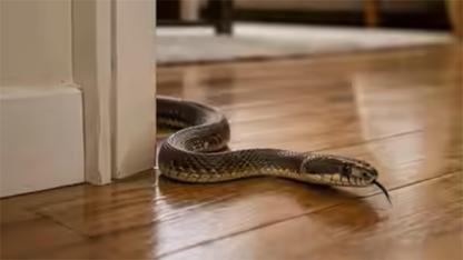 Why Snakes Show Up Indoors: Common Causes and Easy Prevention Tips