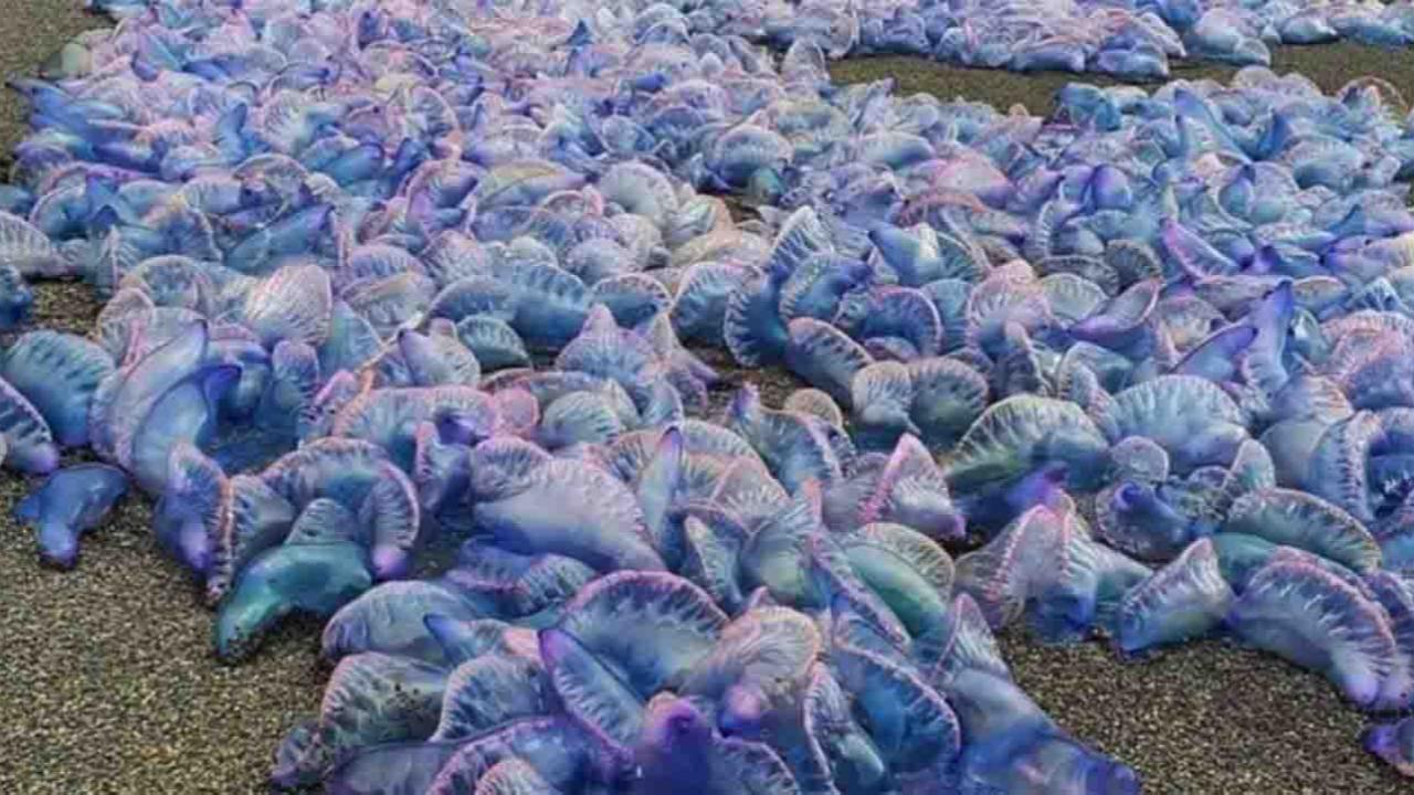 Beware the Beauty: Exploring the Portuguese Man o’ War and the Blue Sea Dragon in Ribeira Grande