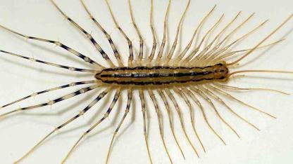 I Thought It Was a Nightmare with Too Many Legs: The Surprising Truth About House Centipedes