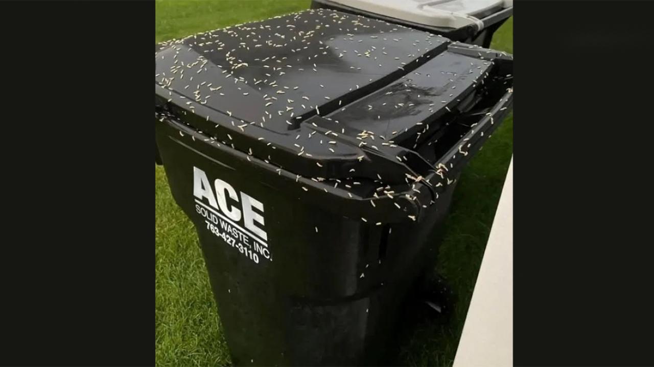 The “Bone” That Wasn’t a Bone: A Trash Bin Maggot Guide and a Mystery That Fooled Everyone