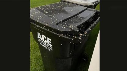 The “Bone” That Wasn’t a Bone: A Trash Bin Maggot Guide and a Mystery That Fooled Everyone