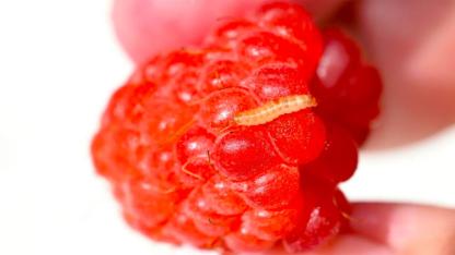 Tiny White Worms in Raspberries? The Surprising Truth Behind the Salt Water Test