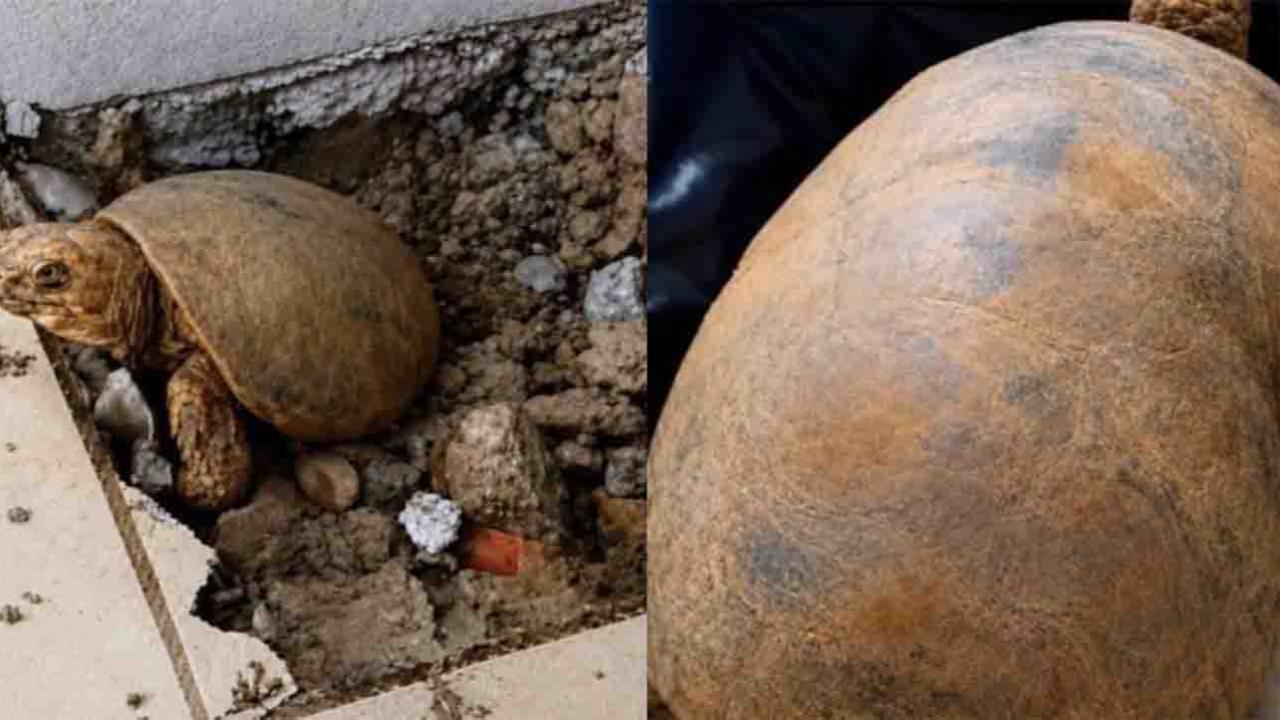 Tortoise Trapped Beneath a House for Nearly 10 Years Makes an Incredible Return to the Wild