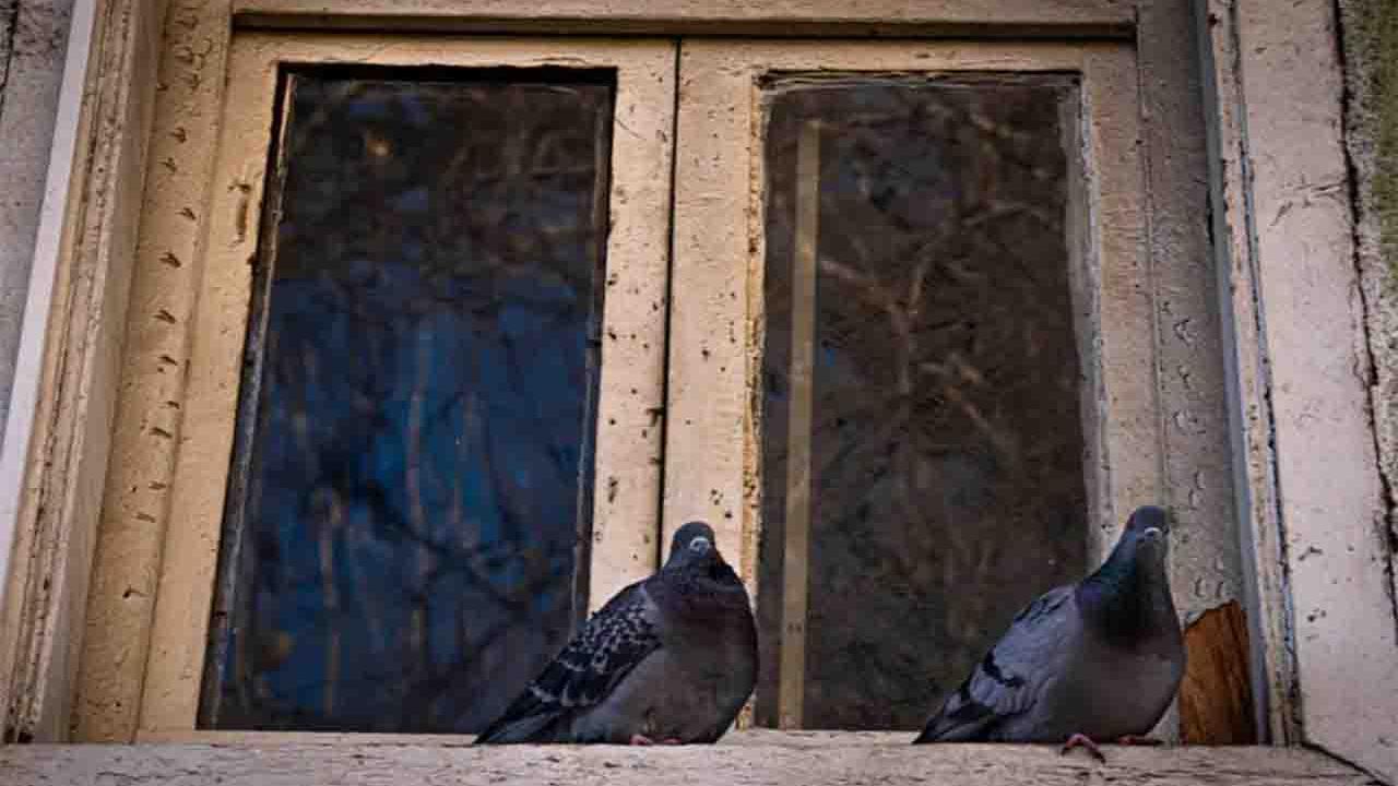 When a Bird Flies Into Your Home: The Surprising Symbolism and Spiritual Meaning Behind the Visit