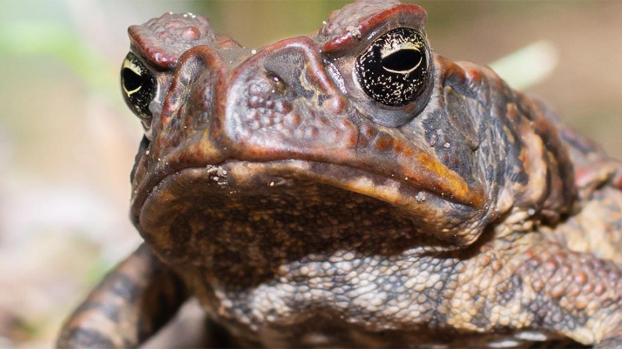 Why a Toad in Your Home Could Be Nature’s Unexpected Message