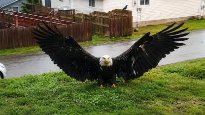 Giant Eagle of the Border? The Truth Behind the Enormous Raptor Reportedly Found in Texas