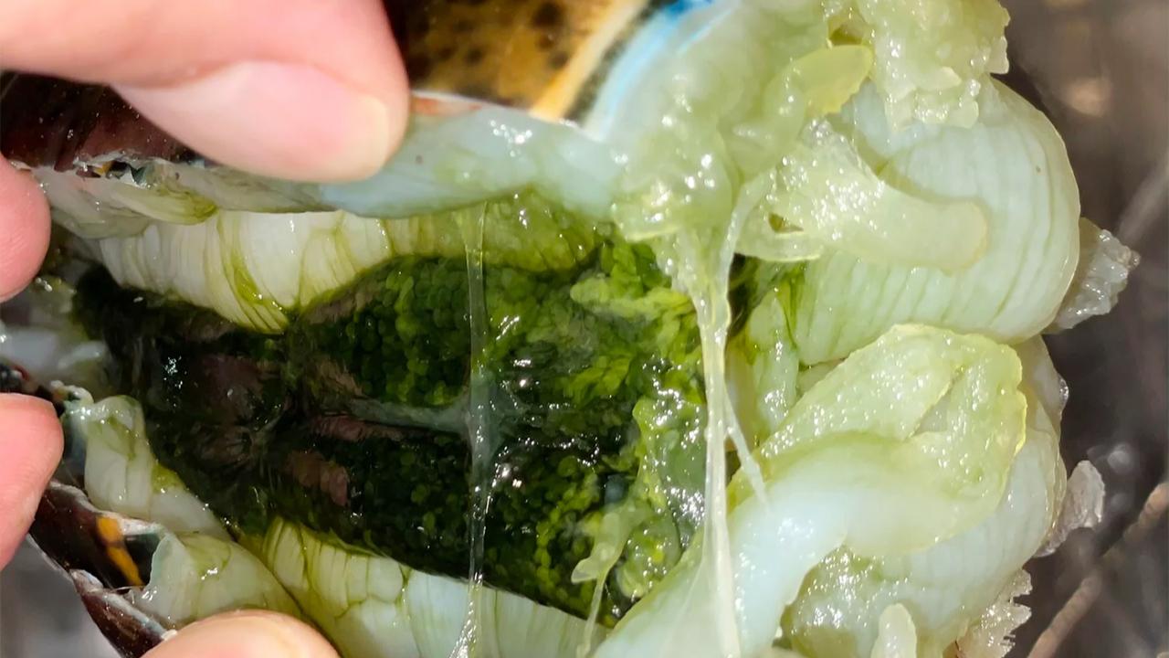 The Truth About Lobster Tomalley: Is the Green Stuff Safe to Eat?