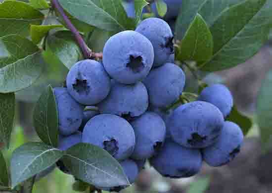6 Powerful Fruits That Can Naturally Support Healthy Eyes and Better Vision