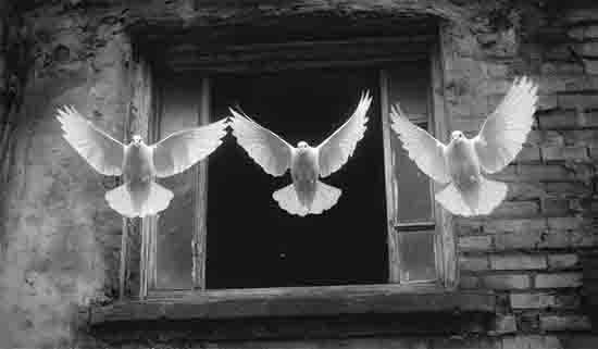 When a Bird Flies Into Your Home: The Surprising Symbolism and Spiritual Meaning Behind the Visit