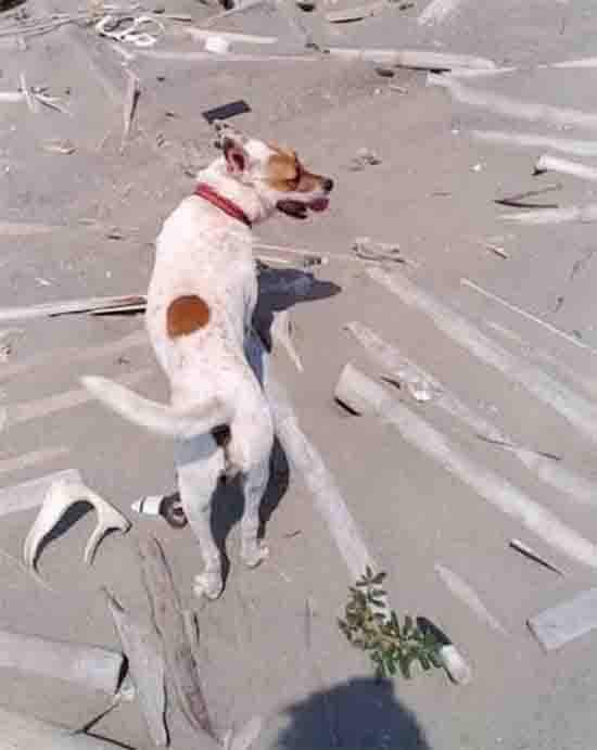 A Driftwood Goodbye: Artist Honors His Late Dog With a Sculpture Built From Their Shared Adventures