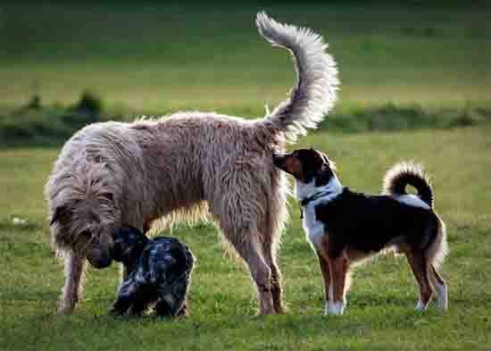 Why Dogs Sniff People in Personal Areas: The Surprising Science Behind This Common Behavior