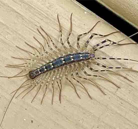 I Thought It Was a Nightmare with Too Many Legs: The Surprising Truth About House Centipedes