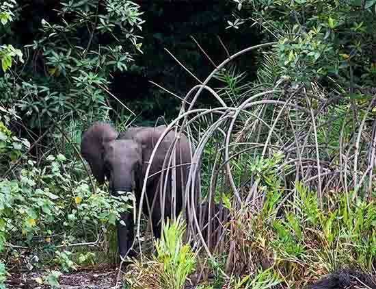 US Millionaire Hunter’s Final Expedition Ends in Deadly Elephant Encounter in Gabon