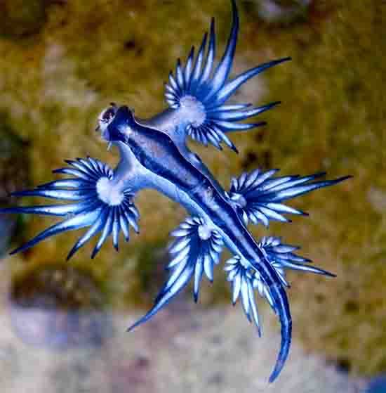 Beware the Beauty: Exploring the Portuguese Man o’ War and the Blue Sea Dragon in Ribeira Grande