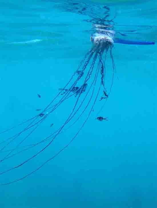 Beware the Beauty: Exploring the Portuguese Man o’ War and the Blue Sea Dragon in Ribeira Grande