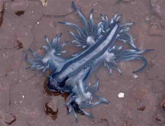 Beware the Beauty: Exploring the Portuguese Man o’ War and the Blue Sea Dragon in Ribeira Grande