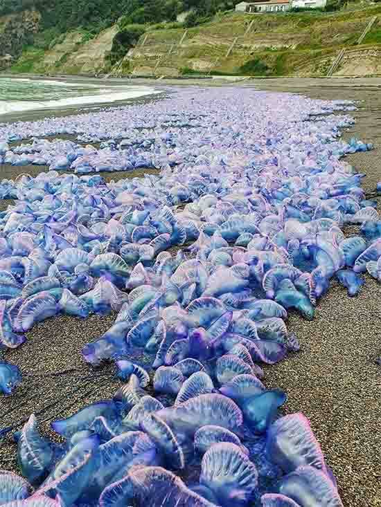 Beware the Beauty: Exploring the Portuguese Man o’ War and the Blue Sea Dragon in Ribeira Grande