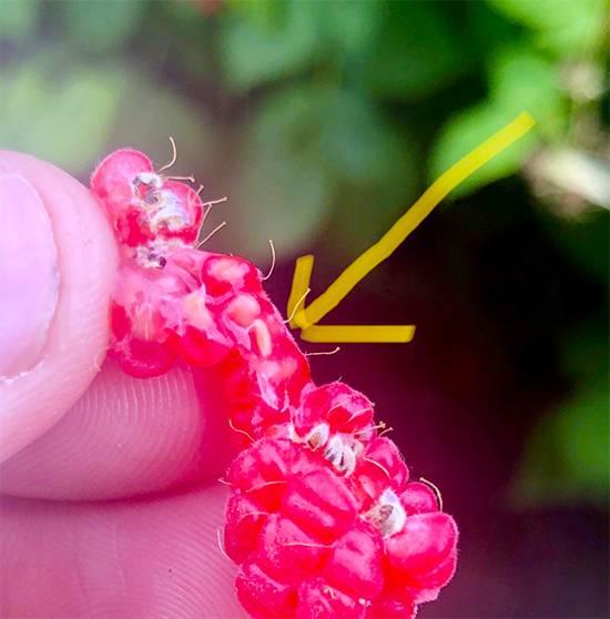 Tiny White Worms in Raspberries? The Surprising Truth Behind the Salt Water Test