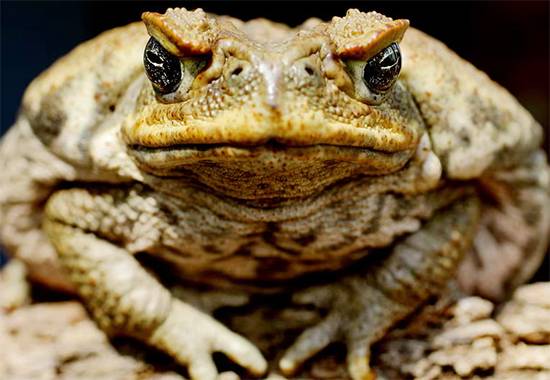 Why a Toad in Your Home Could Be Nature’s Unexpected Message