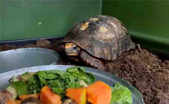 Tortoise Trapped Beneath a House for Nearly 10 Years Makes an Incredible Return to the Wild
