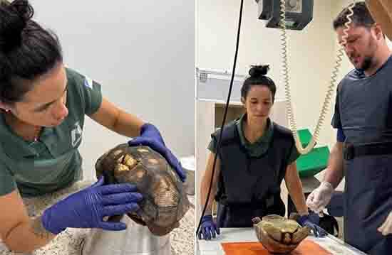 Tortoise Trapped Beneath a House for Nearly 10 Years Makes an Incredible Return to the Wild