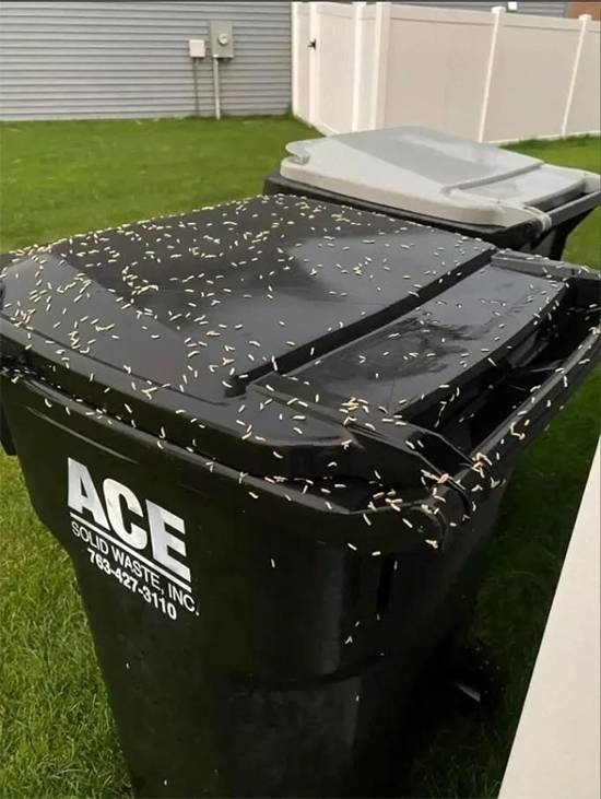 The “Bone” That Wasn’t a Bone: A Trash Bin Maggot Guide and a Mystery That Fooled Everyone
