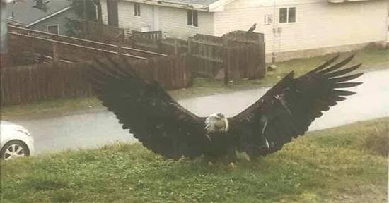 Giant Eagle of the Border? The Truth Behind the Enormous Raptor Reportedly Found in Texas